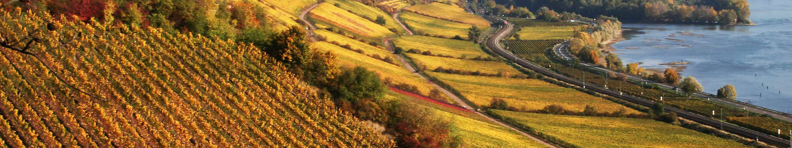 View over vineyards to the Rhine © Dienstleistungszentren Ländlicher Raum